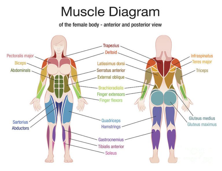 Finding Your Muscles